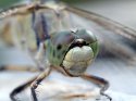 dragonfly_eye_full (3264x2448).jpg