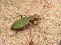 Cicindela campestris8.jpg