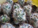 Mammillaria prolifera S.JPG