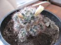 Mammillaria prolifera Цветы.JPG