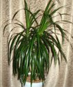 dracaena_mar.jpg