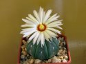 Astrophytum asterias f_nudum..jpg