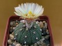 Astrophytum asterias.jpg