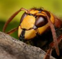 Vespa crabro6.jpg