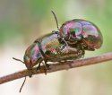 Chrysolina cerealis20.jpg