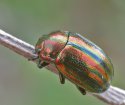 Chrysolina cerealis15.jpg