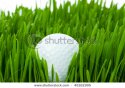 stock-photo-golf-ball-on-the-green-grass-45161995.jpg