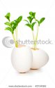 stock-photo-new-life-concept-with-seedling-and-egg-on-white-42734383.jpg