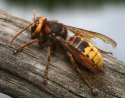 Vespa crabro8.jpg