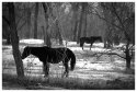 horses-b&w.jpg
