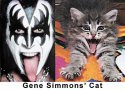 Gene Simmons' Cat.jpg