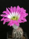 Echinocereus_fobeanus_HK303.jpg