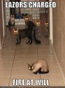 funny-pictures-lasers-charged-cats.jpg