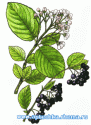 aronia.gif