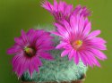 1_Mammillaria_guelzoviana.jpg