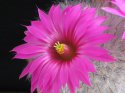 1_Mammillaria_guelzoviana_2.jpg