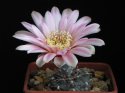 4_Gymnocalycium_ficheri_GN0979.jpg