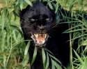 Black_Panther_A_melanistic_jaguar_.jpg