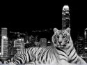 ws_tiger_and_the_city_1024x768.jpg