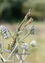 Empusa pennicornis female.jpg