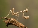 Empusa pennicornis larvae.jpg