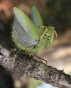 Mantis religiosa female.jpg