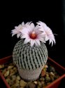 Turbinicarpus_pseudopectinatus.jpg