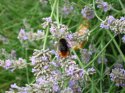 lavender and bee large.jpg