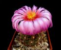 1_Thelocactus_bicolor.jpg