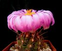 1_Thelocactus_bicolor_1.jpg