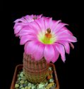 2_Echinocereus_rigidissimus_v. rubispinus.jpg