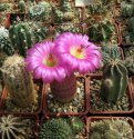 2_Echinocereus_rigidissimus_v. rubispinus_2.jpg