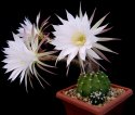 6_Echinopsis_subdenudatum.jpg