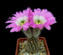 Echinocereus_fobeanus_HK303.jpg