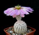 Echinocereus_reichenbachii_SB941.jpg