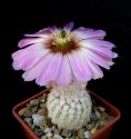 Echinocereus_reichenbachii_SB941_1.jpg