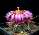 Thelocactus_heterochromus_v _ongispinus.jpg