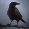 Corvus Corax