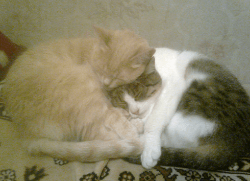 upload_2017-11-1_14-4-17.png