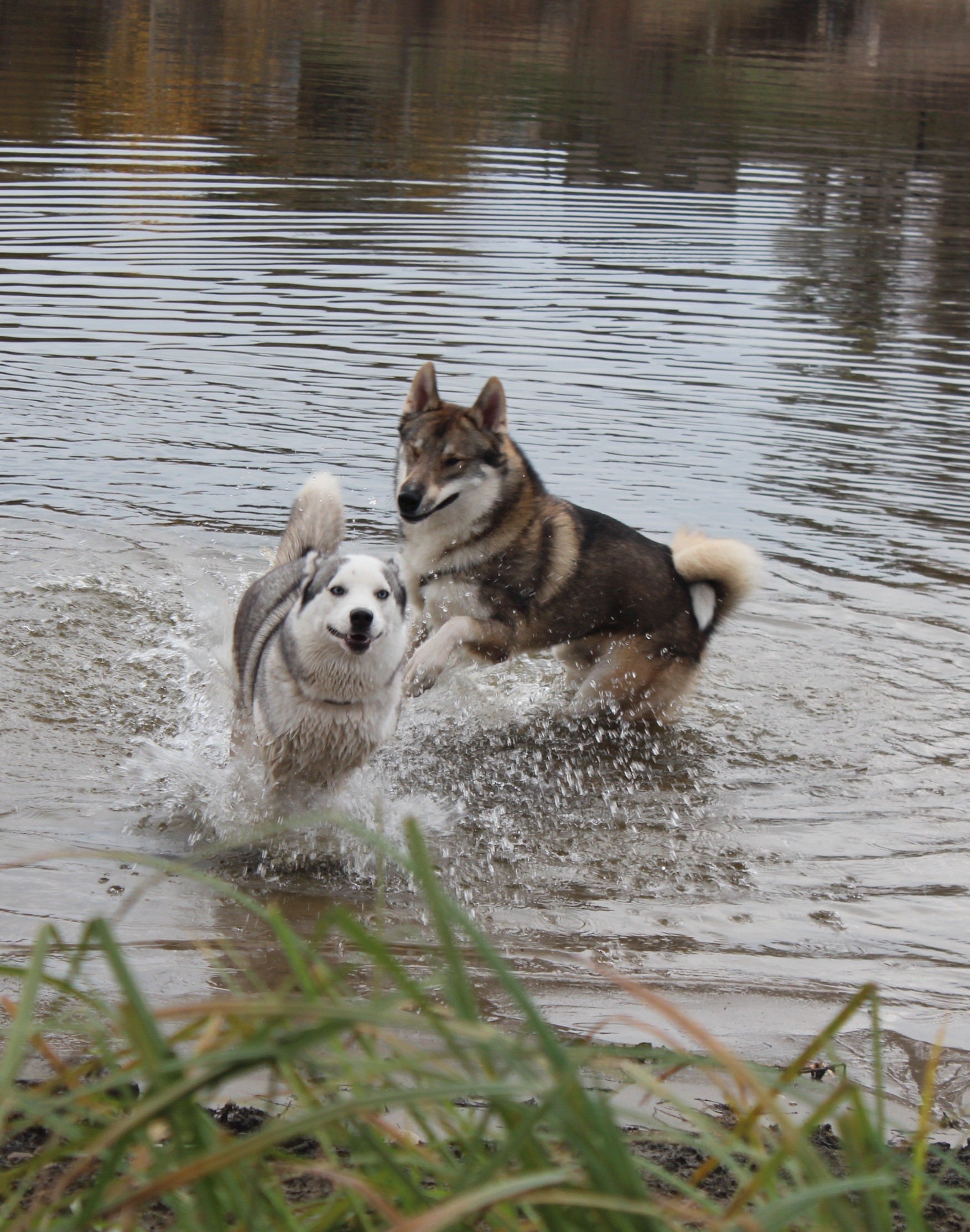 В воде.jpg
