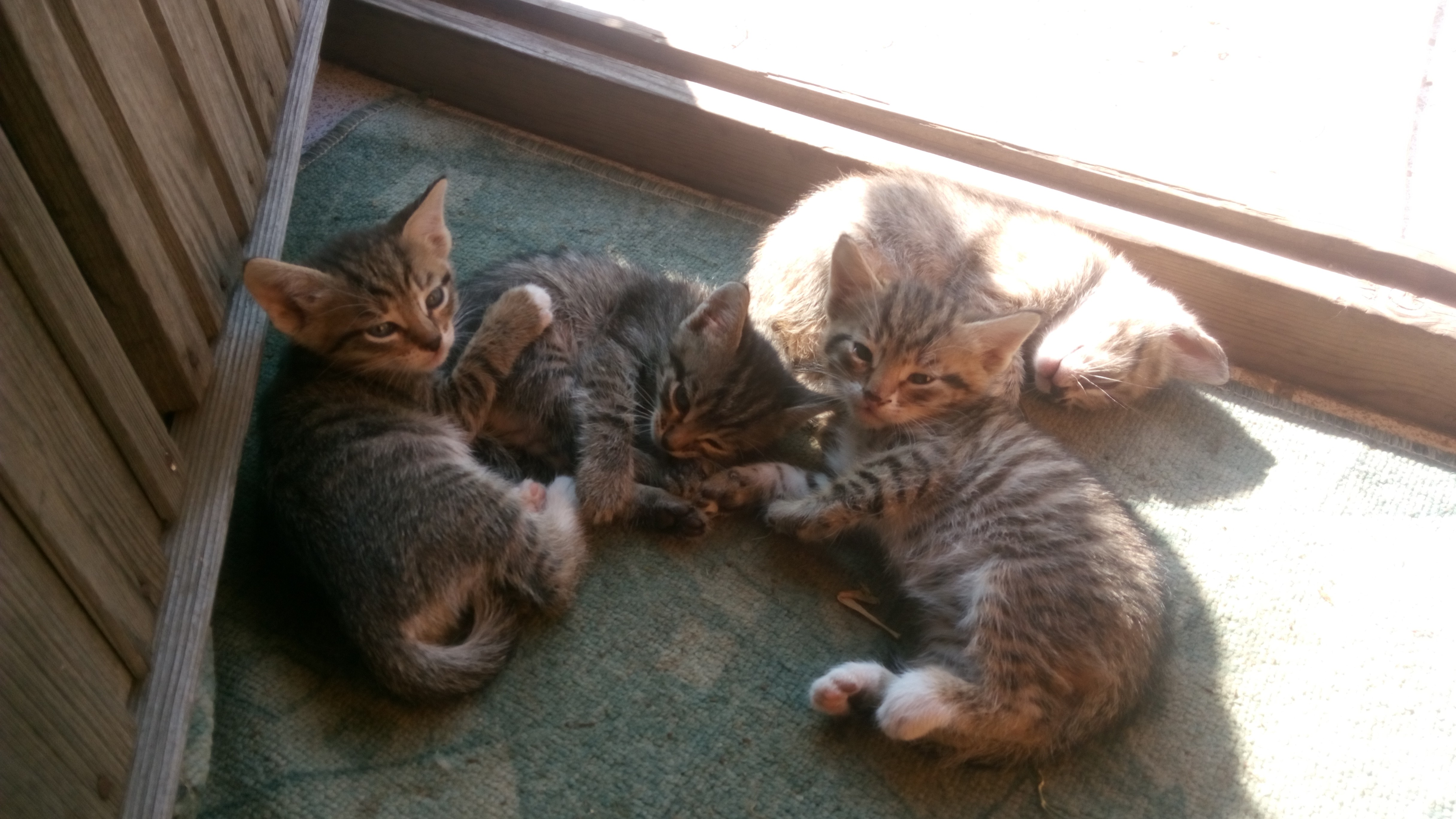 коты1.jpg