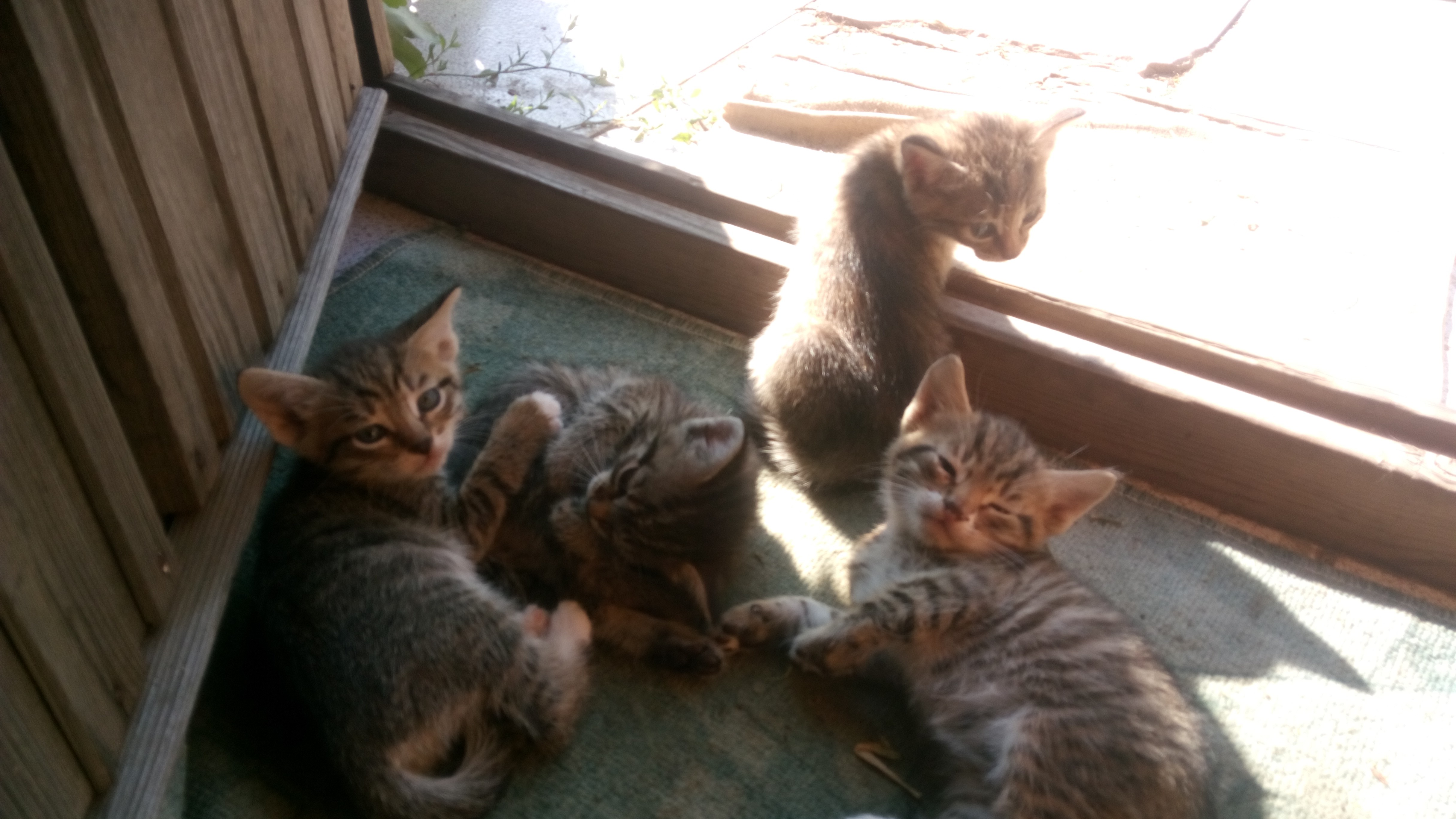 коты.jpg