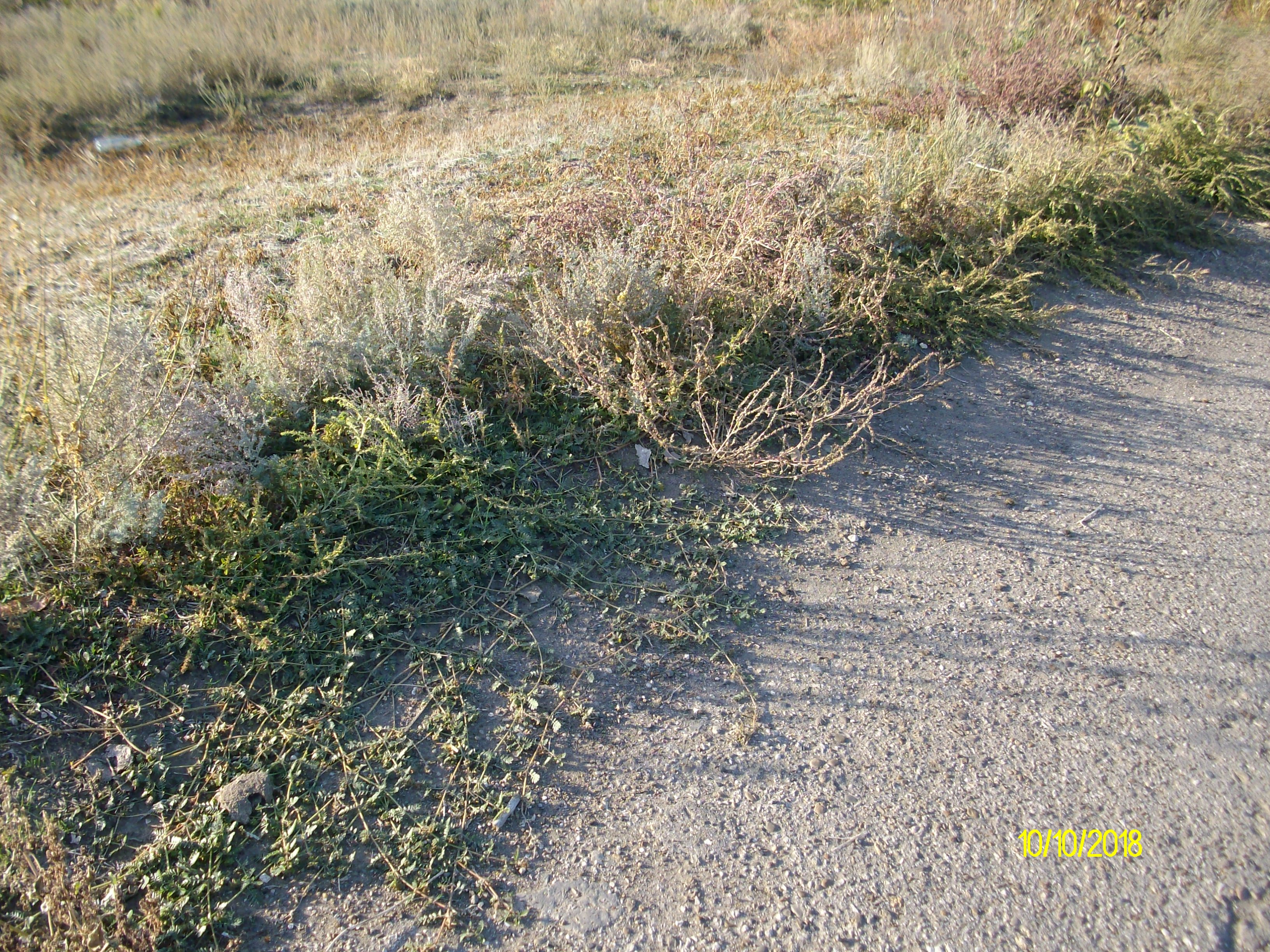IMGP7746.JPG