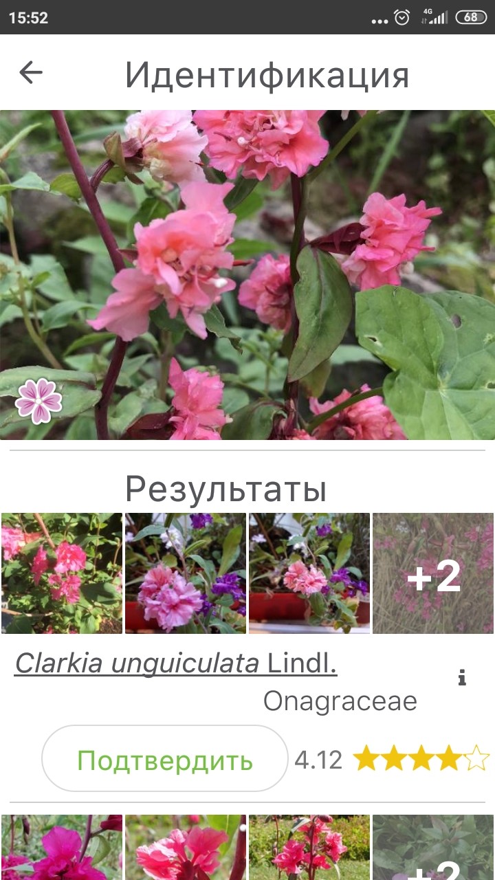 Screenshot_2020-07-21-15-52-43-520_org.plantnet.jpg