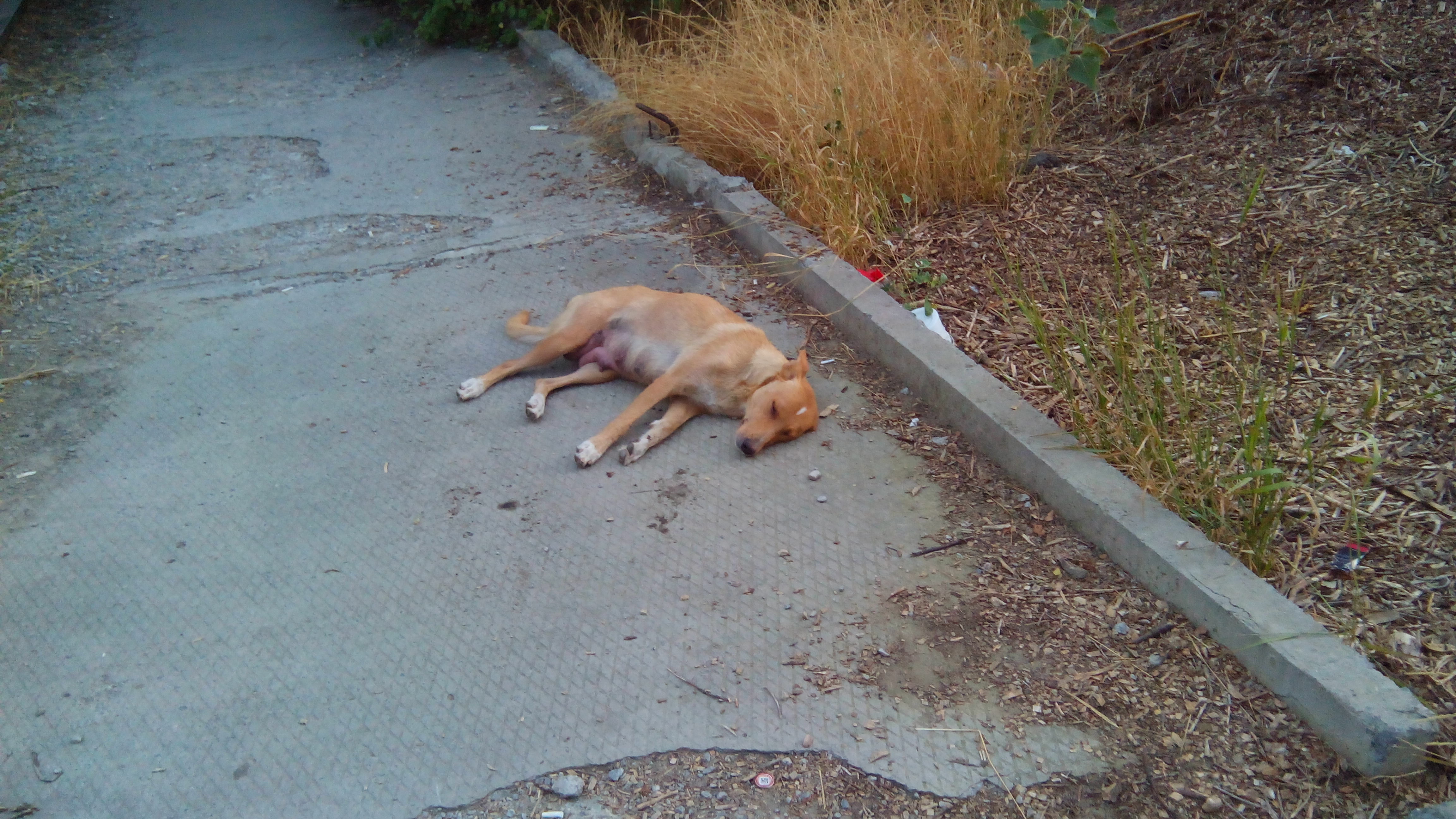IMG_20200809_202222.jpg