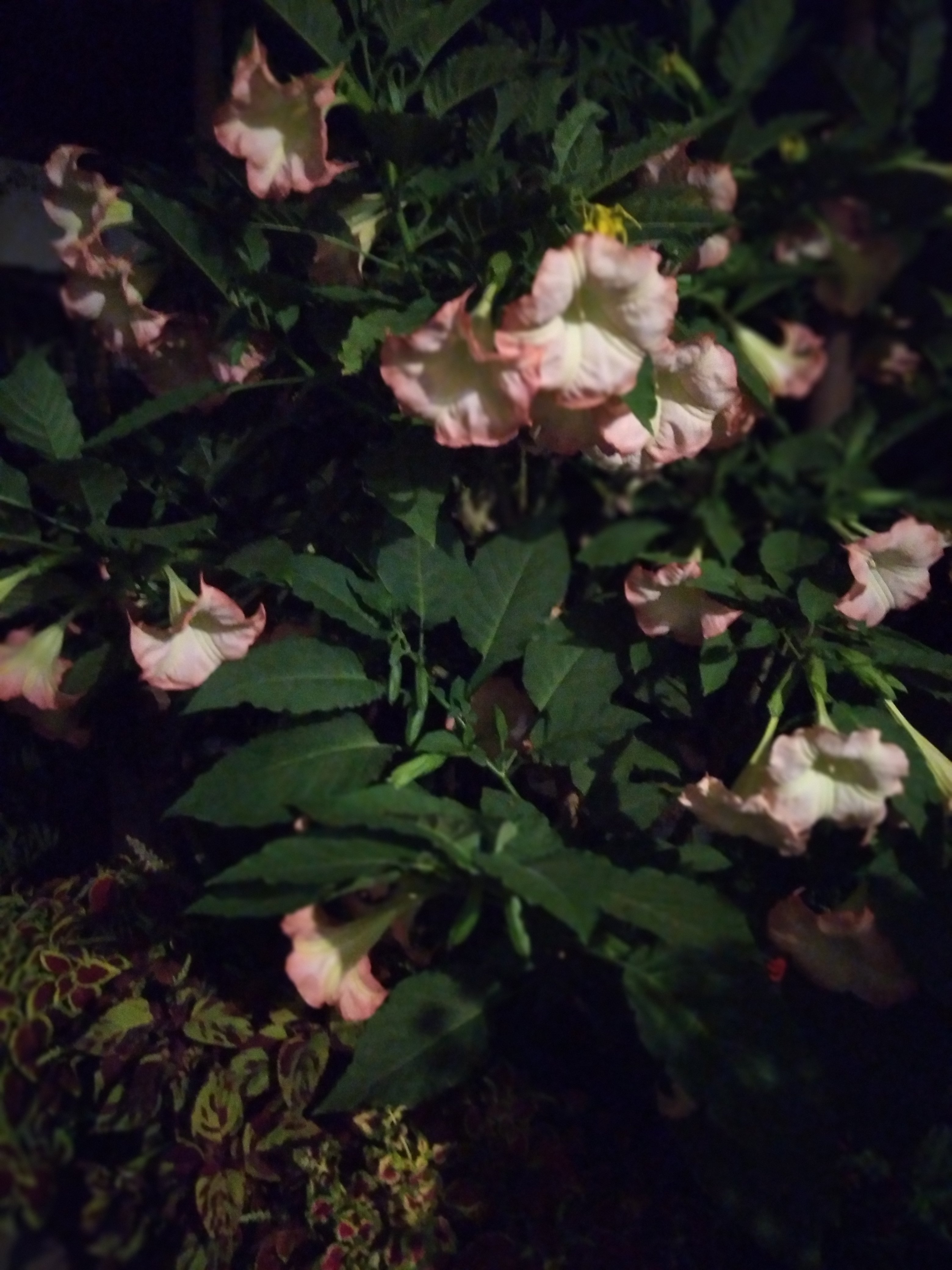 20200904_211038.jpg