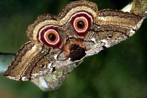 Бабочка бабочка.jpg