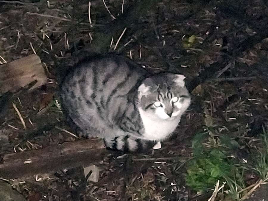 Котэ вислоухое кормицо 2.jpg