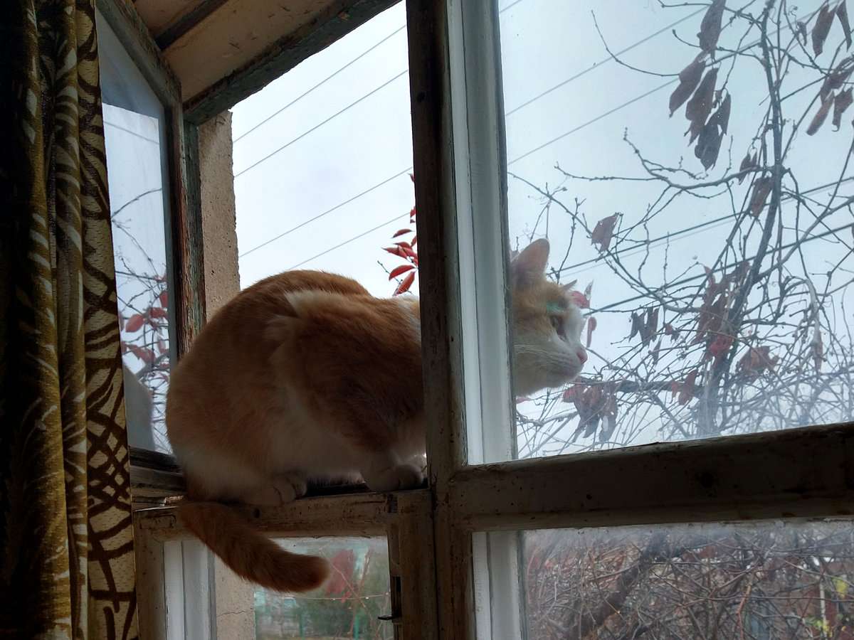 Птички....jpg