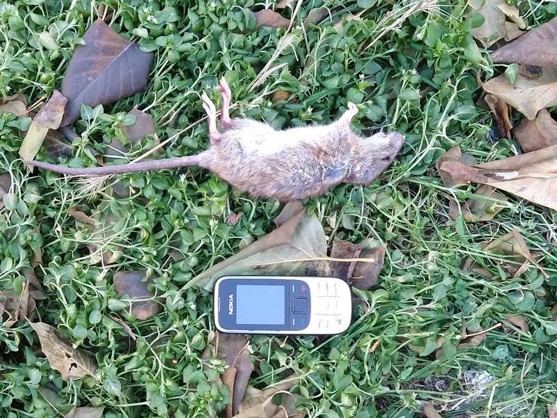 Коты держат оборону.jpg